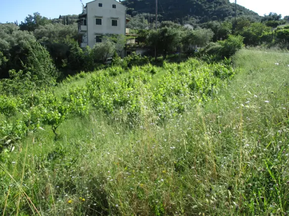 Land In Corfu, Greece