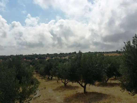 Land In Geropotamos, Greece (20.000 M²)
