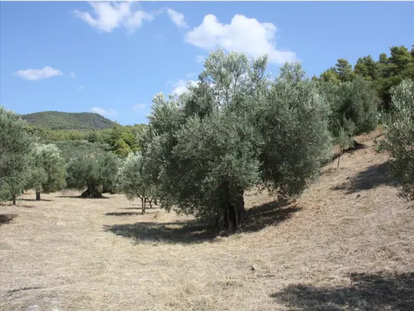 Land In Sithonia, Greece
