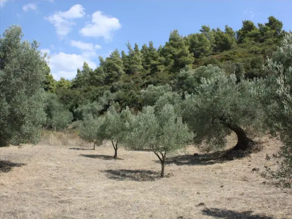 Land In Sithonia, Greece