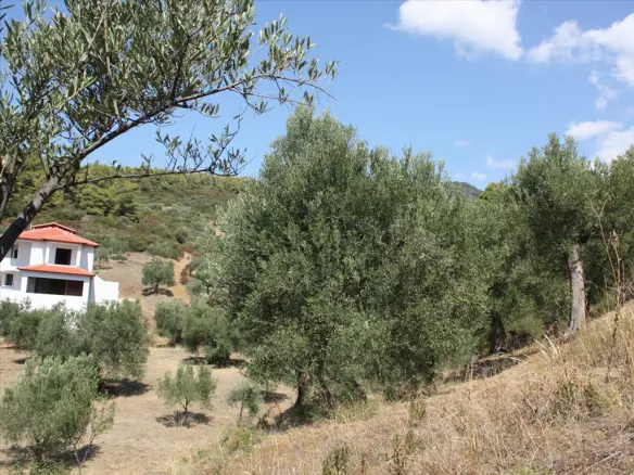 Land In Sithonia, Greece