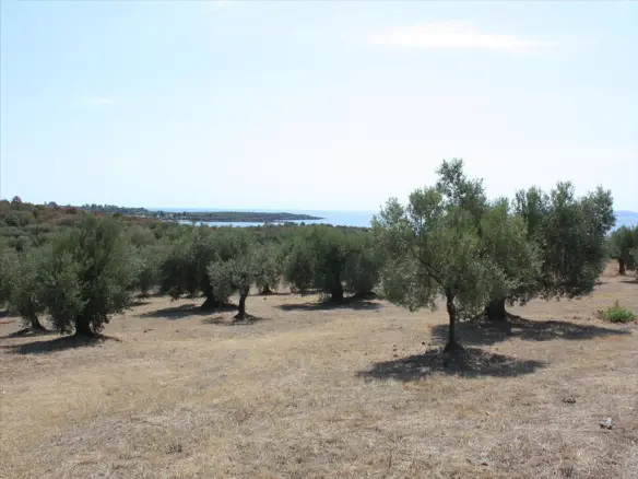 Land In Sithonia, Greece