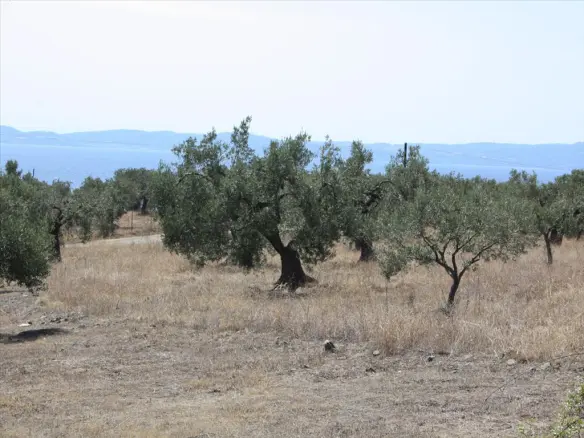 Land In Sithonia, Greece