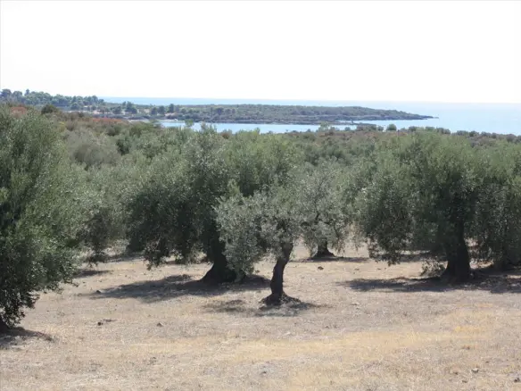 Land In Sithonia, Greece