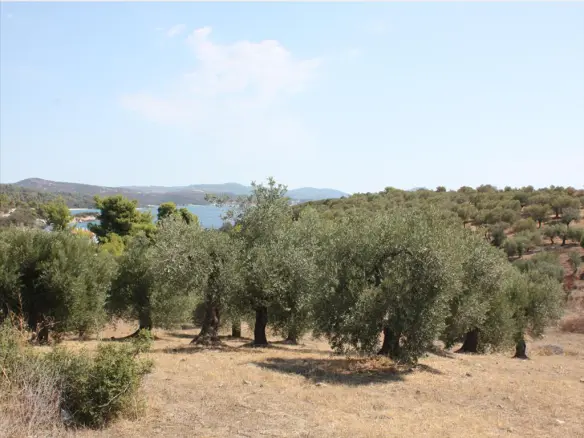 Land In Sithonia, Greece
