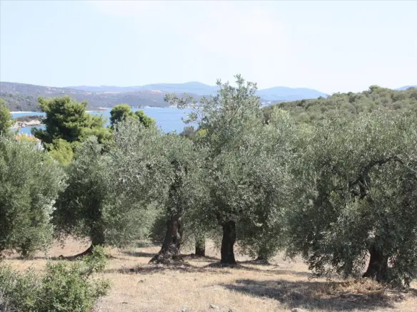 Land In Sithonia, Greece