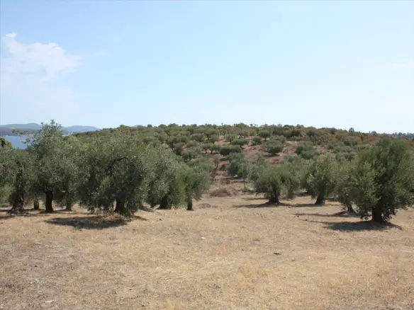 Land In Sithonia, Greece
