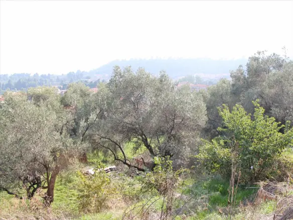 Land In Kassandra, Greece