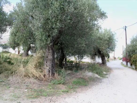 Land In Kassandra, Greece (3.503 M²)
