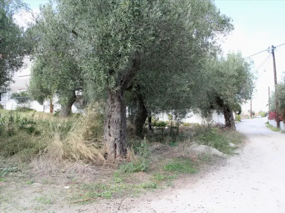 Land In Kassandra, Greece (3.503 M²)