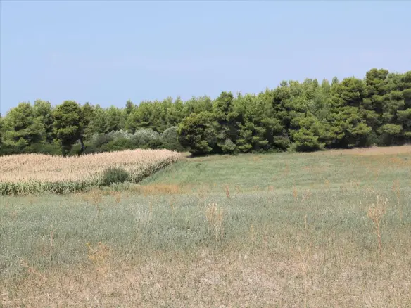 Land In Kassandra, Greece