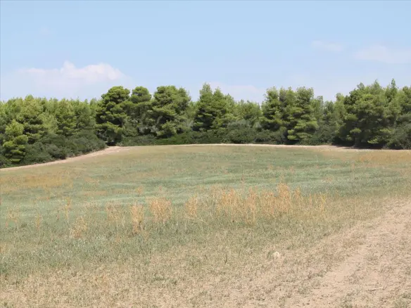 Land In Kassandra, Greece