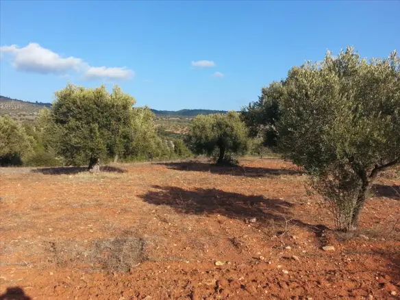 Land In Sithonia, Greece
