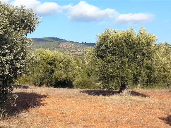 Land In Sithonia, Greece