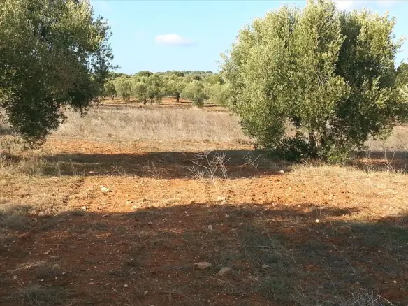 Land In Sithonia, Greece