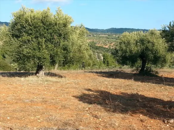 Land In Sithonia, Greece