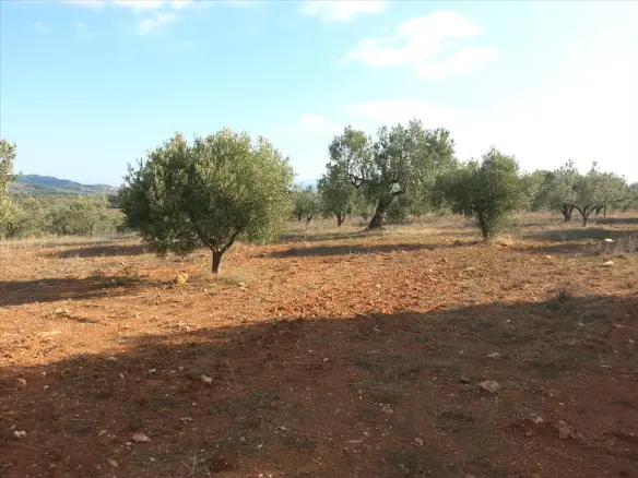 Land In Sithonia, Greece