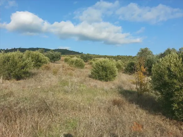 Land In Sithonia, Greece