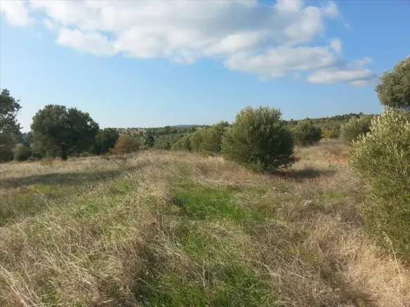 Land In Sithonia, Greece
