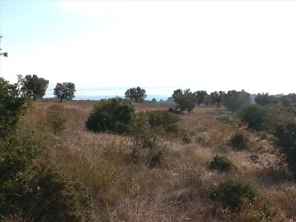 Land In Sithonia, Greece