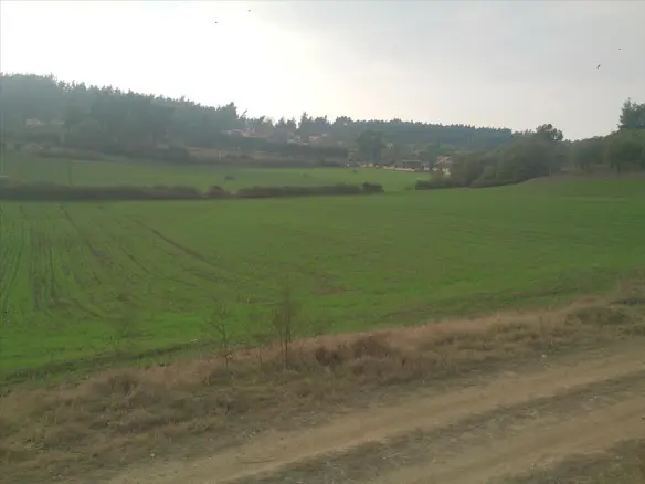 Land In Kassandra, Greece (8.000 M²)