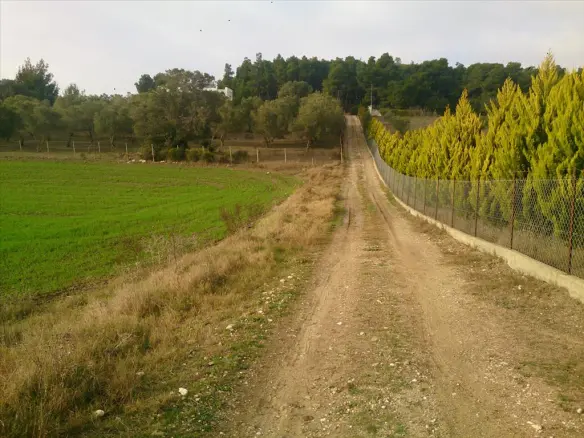 Land In Kassandra, Greece (8.000 M²)