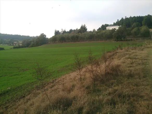 Land In Kassandra, Greece (8.000 M²)