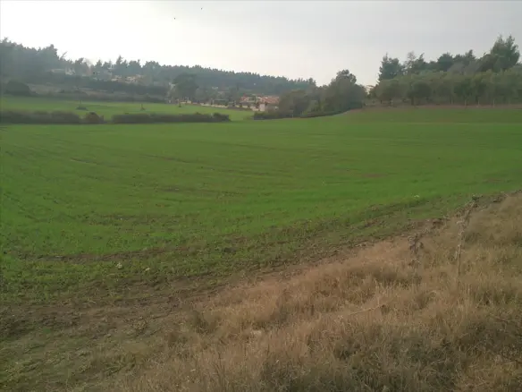 Land In Kassandra, Greece (8.000 M²)
