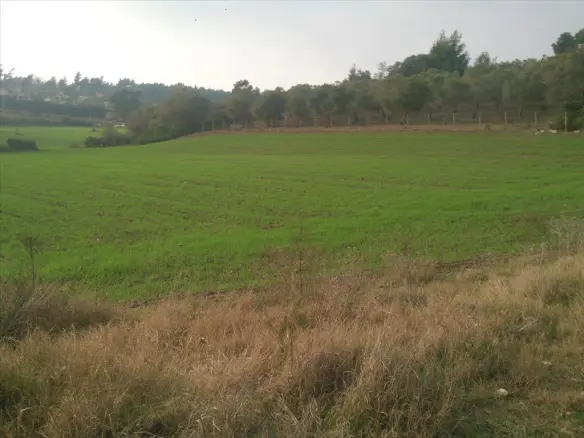 Land In Kassandra, Greece (8.000 M²)