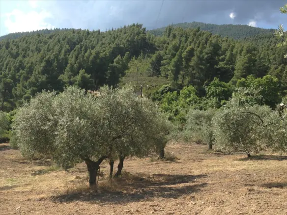 Land In Sithonia, Greece