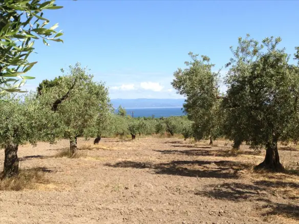 Land In Sithonia, Greece