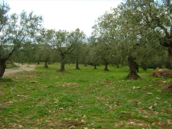 Land In Sithonia, Greece