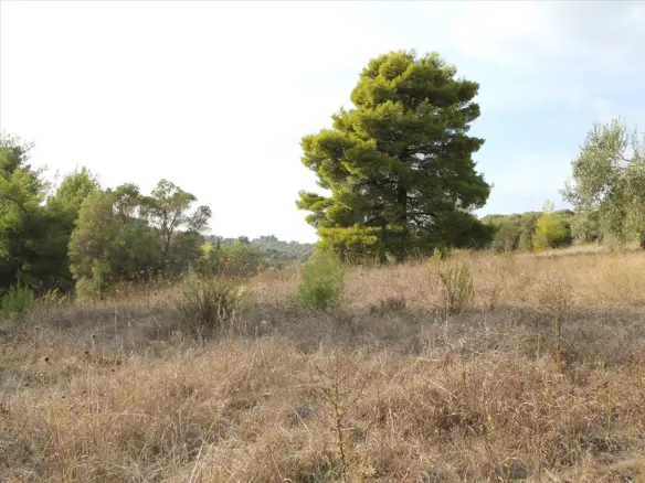 Land In Kassandra, Greece