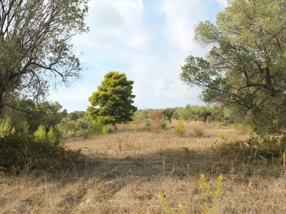 Land In Kassandra, Greece
