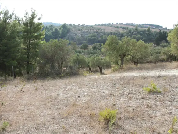 Land In Kassandra, Greece