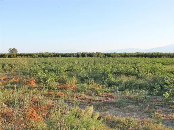 Land In Katerini, Greece