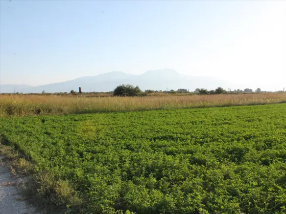Land In Katerini, Greece