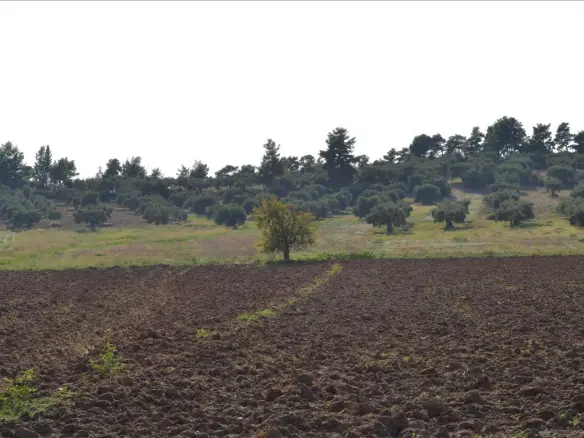 Land In Kassandra, Greece