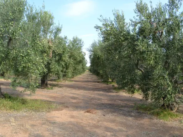 12375 M² Undeveloped Land In Chalkidiki Region