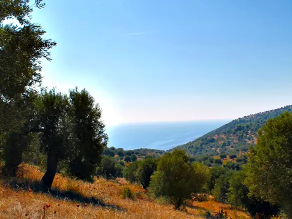 Land In Kassandra, Greece