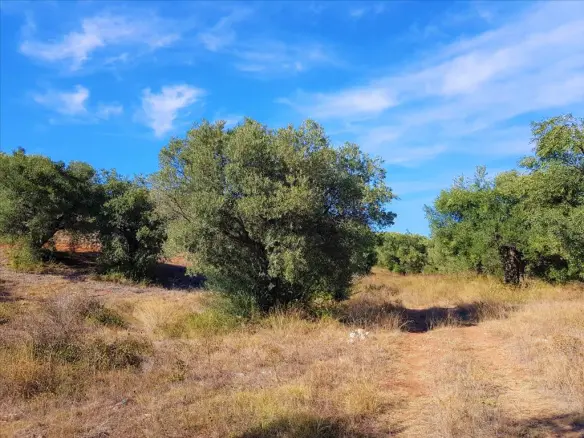 Land In Poligiros, Greece