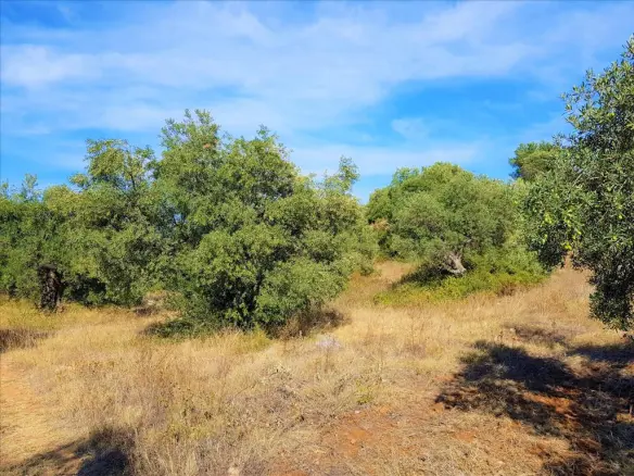 Land In Poligiros, Greece