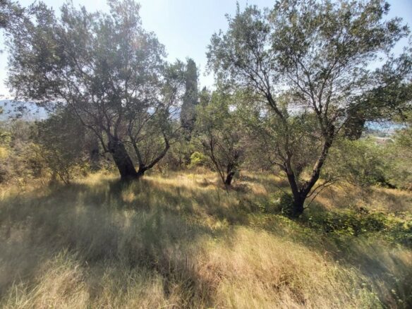 Land In Corfu, Greece