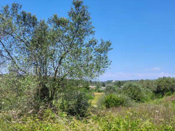 Land In Kassandra, Greece