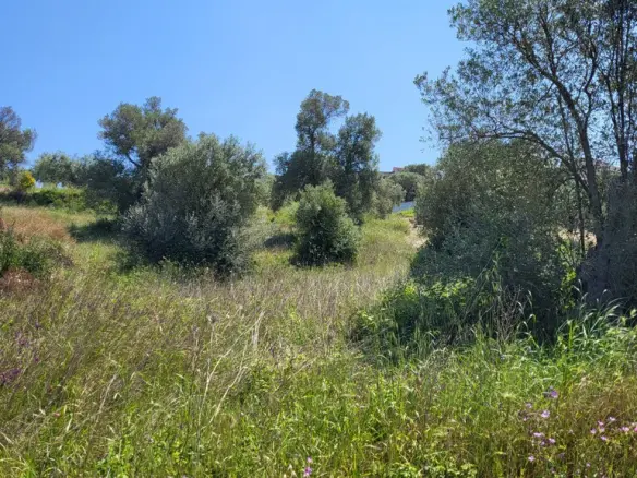 Land In Kassandra, Greece