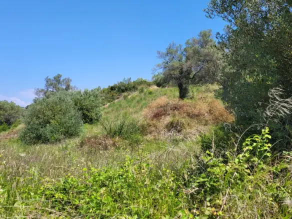 Land In Kassandra, Greece