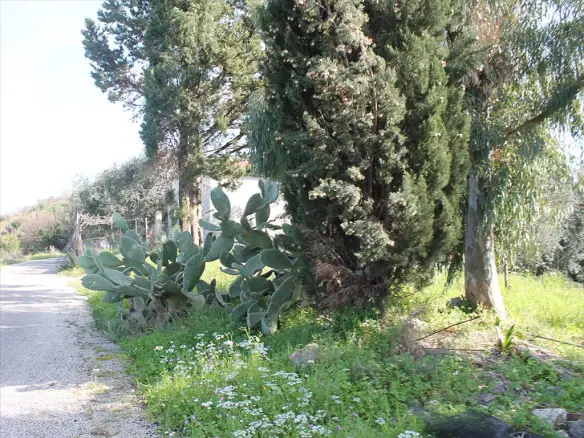 Land In Corfu, Greece