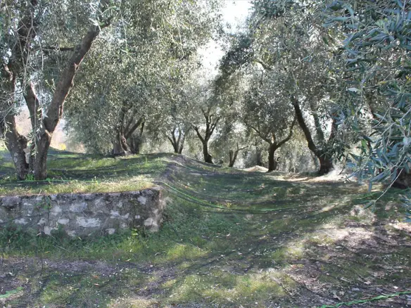 Land In Corfu, Greece