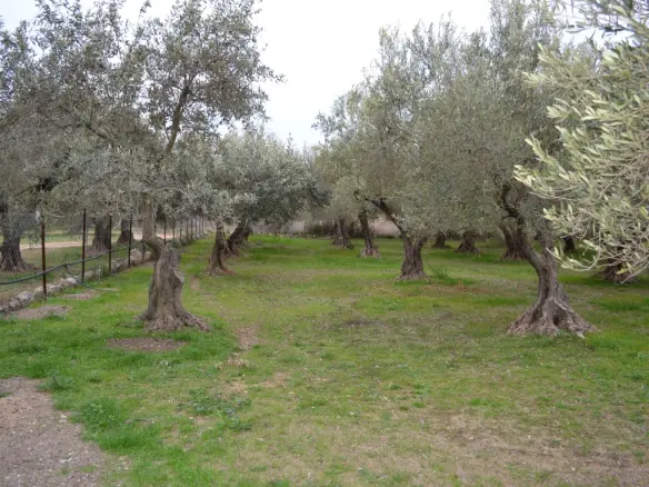 400 M² Plot Of Land Available In Sithonia, Chalkidiki