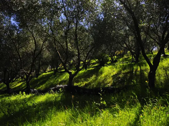 Land In Corfu, Greece